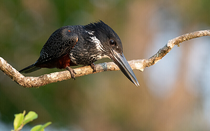Afican giant kingfisher - Loango national park (Gabon 2024)