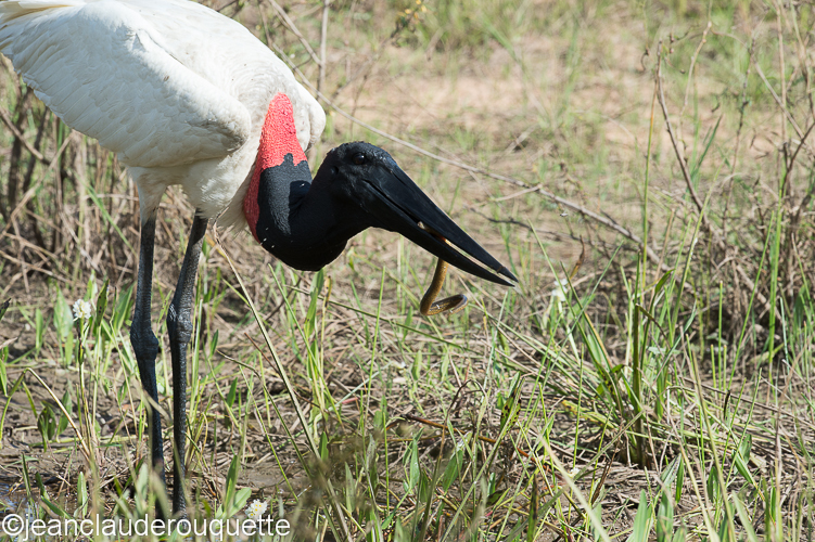 A Jabiru is catching an eel - Pantanal Brazil 2015