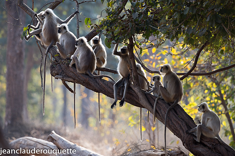 Langur's family - Pench national park (India 2016)