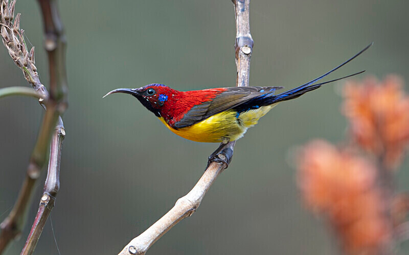 Mrs Gould's Sunbird - Latpanchar