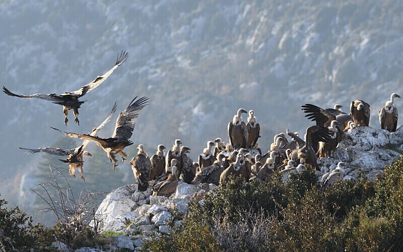  - Vautours du verdon