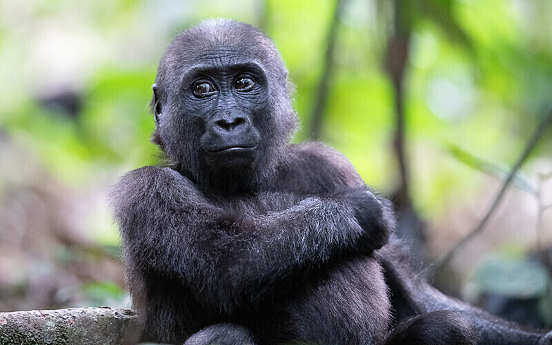 Baby gorilla three years old - Loango national park (Gabon 2024)