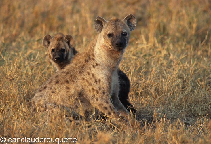 Mother and her cub - Serengeti N.P. and N'gorongoro Tanzania 1998, 2005 and 2006