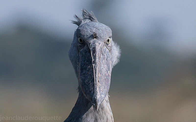  - Uganda 2016