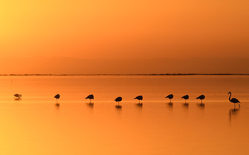 Flamans au coucher du soleil - méditerranée 2022 et 2023
