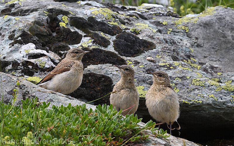 Les trois mousquetaires! - Alpes 2021-2022 Gypaètes et Cerfs