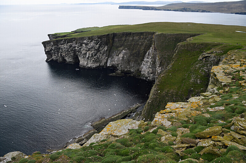 Noss Island - Shetlands and Cairngorn national park (Scotland)