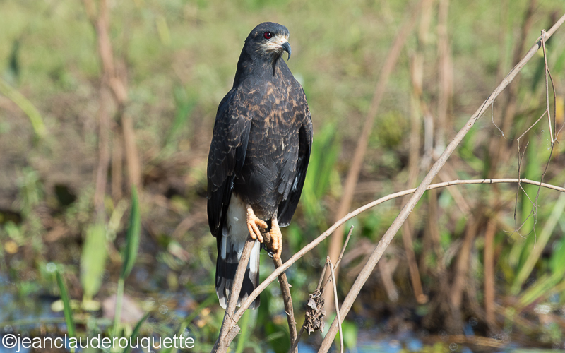 Great black hawk - Pantanal Brazil 2015