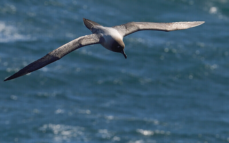 Light-Mantled Sooty Albatros - Ushuaïa Malvinas South Georgia Antartica Peninsula
