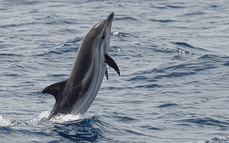 dauphin bleu et blanc - méditerranée 2022 et 2023