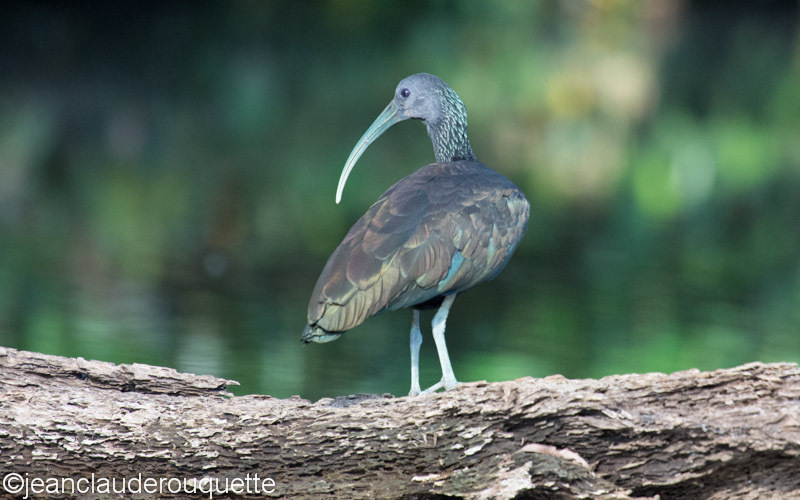 Green Ibis - Manu national park (Peru 2015)