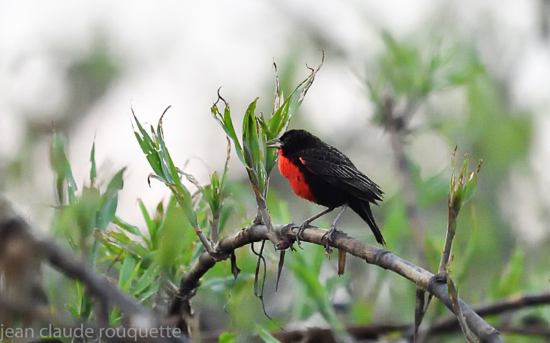 Red-breasted Blackbird - Mamiraua (brésil 2018)