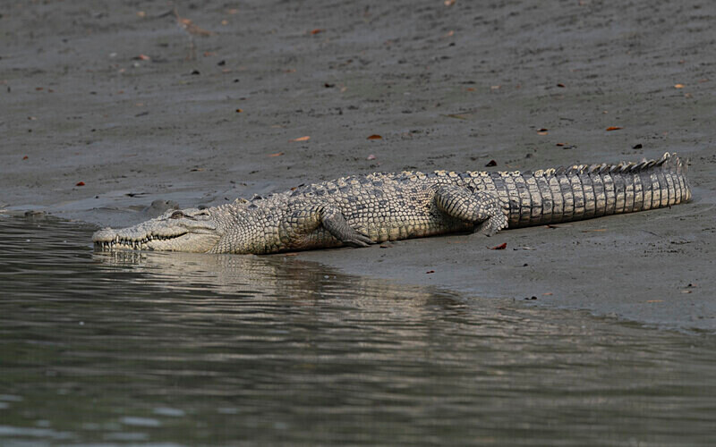  - Sundarban National Park North East India February 2025