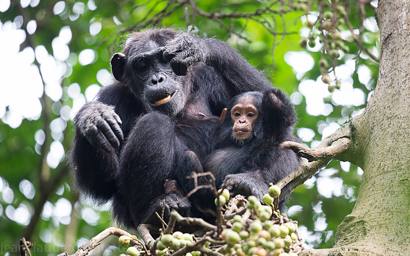 Kibale - Uganda 2016