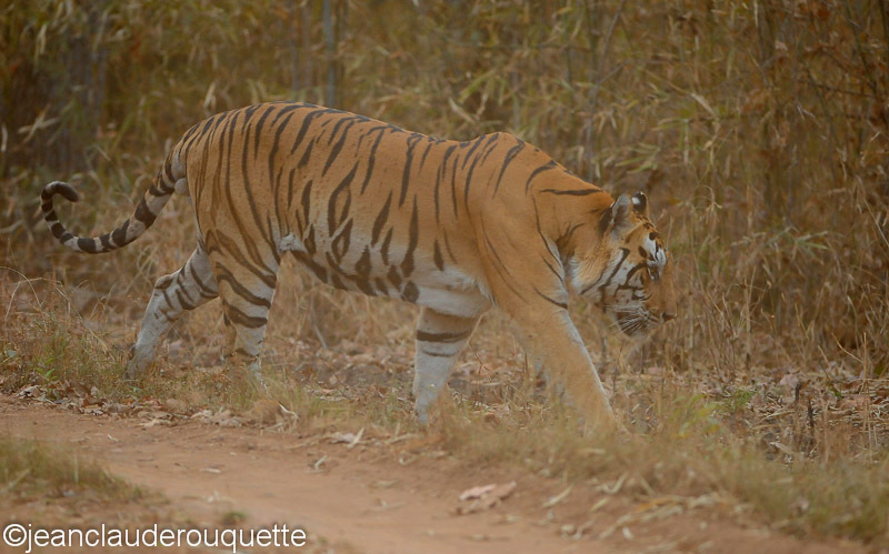 The tiger arrives slowly!! - Kanha and Corbet national parks (India 2011)