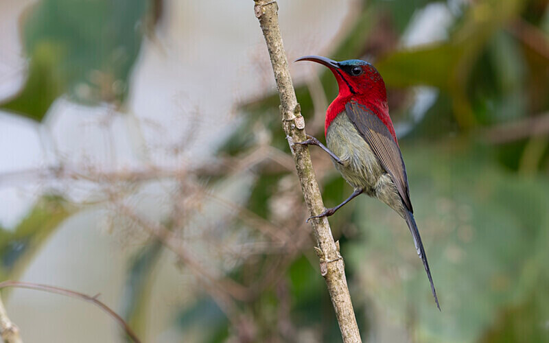 Crimson sunbird - Manas National Park North East India 2025