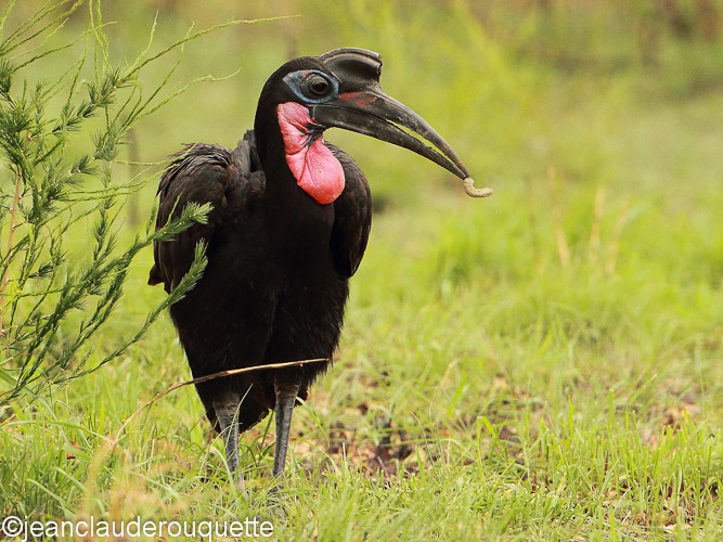 Abyssinian ground hornbill - Kibale N.P. Uganda 2012