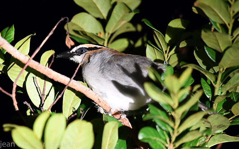 Black-headed batis - Odzala National Park (République du Congo (2019)