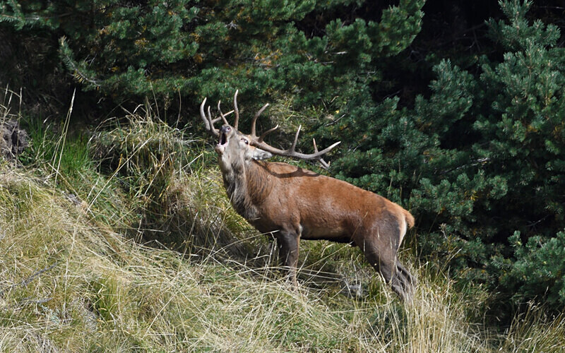 Brame du cerf - Alpes 2021-2022 Gypaètes et Cerfs