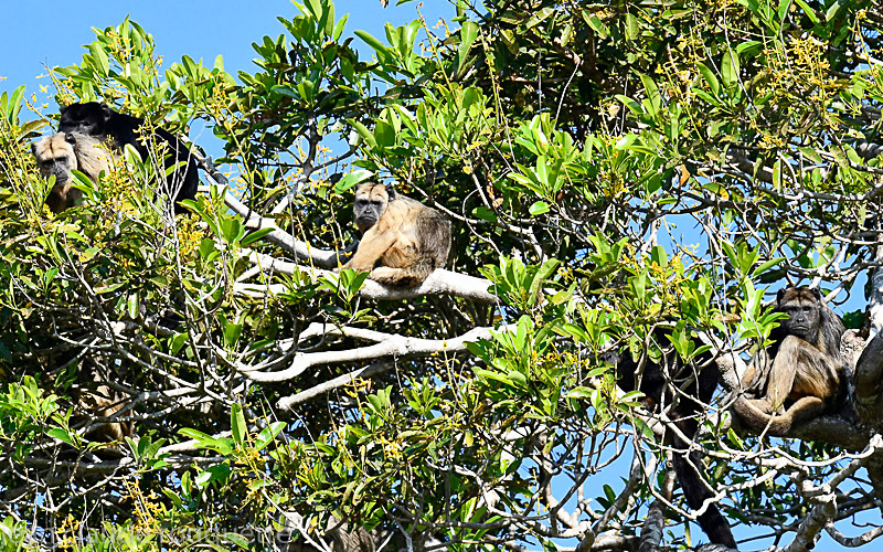  - Pantanal 2018 Porto Jofré