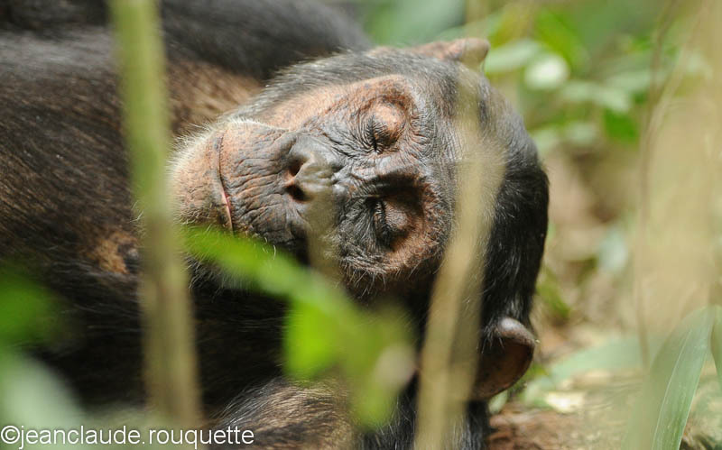 Siesta! - Kibale N.P. Uganda 2012