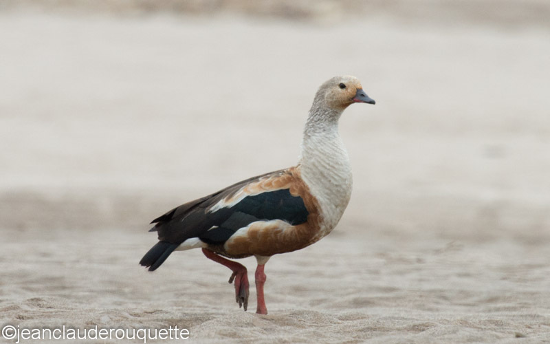 Orinoco Goose - Manu national park (Peru 2015)