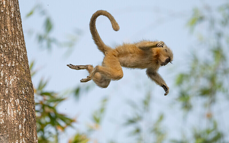 Golden Langur - Manas National Park North East India 2025