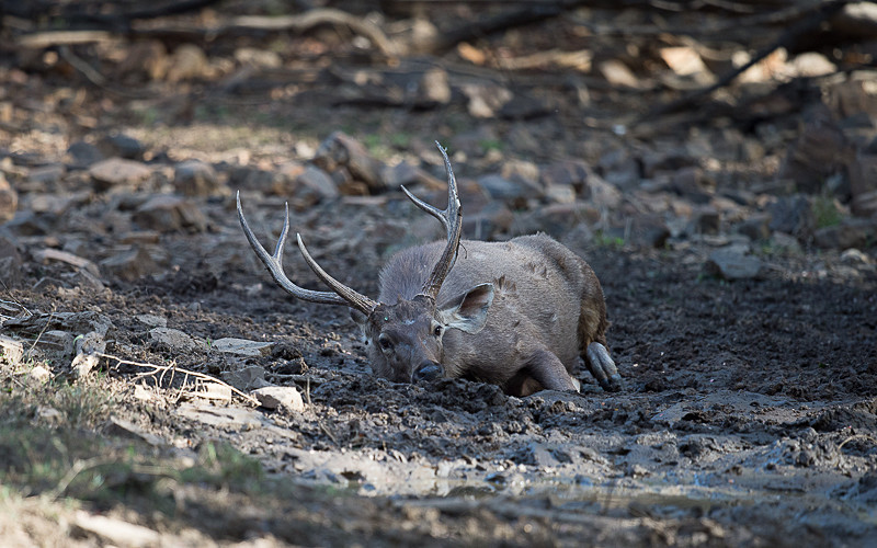 Sambar - Ranthambhore 2017