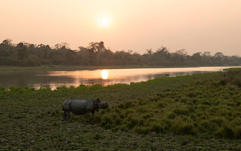 Rhino and sunset - Kaziranga National Park Noth East India 2025
