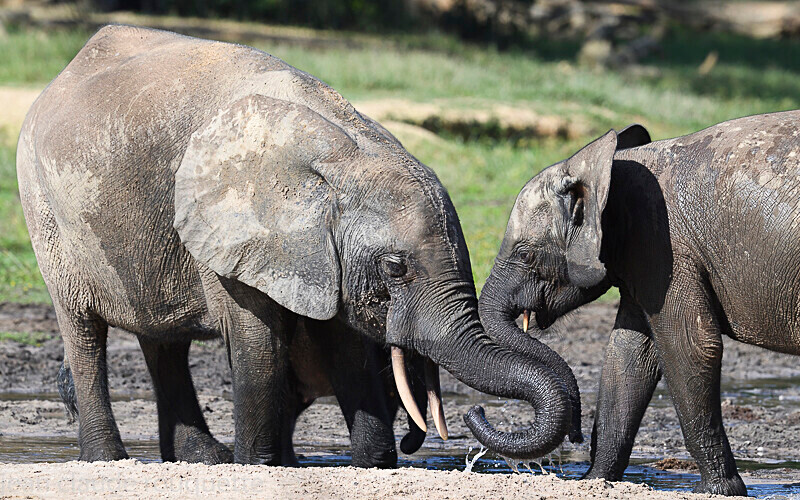  - Dzanga Sangha National Park (République Centrafricaine) 2019