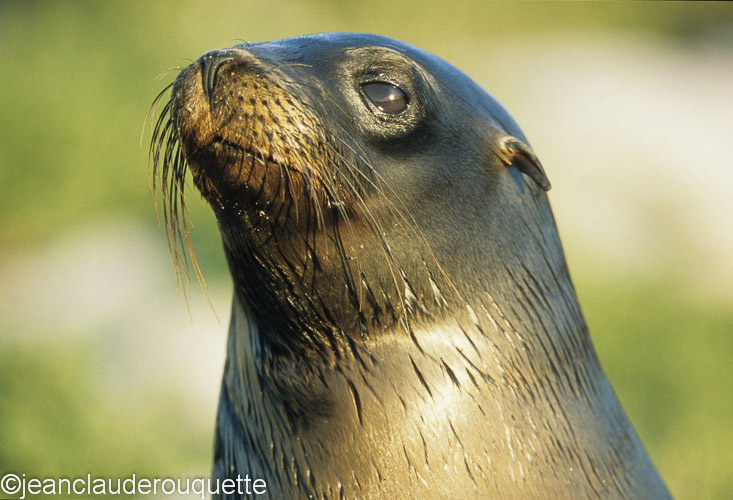 A Galapagos sea lion (South Plaza) - The Galapagos islands, Ecuador 2008