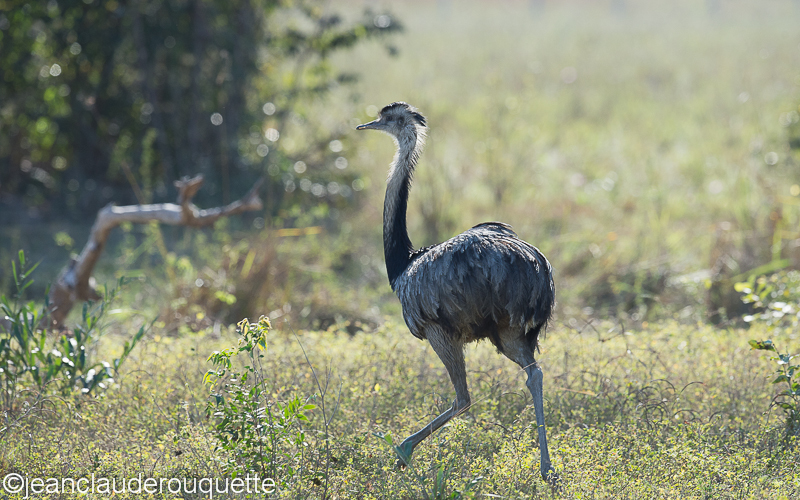 Greater Rea male - Pantanal Brazil 2015