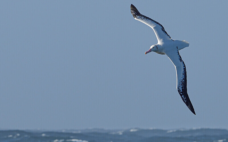 Albatros Errante - Ushuaïa Malvinas South Georgia Antartica Peninsula
