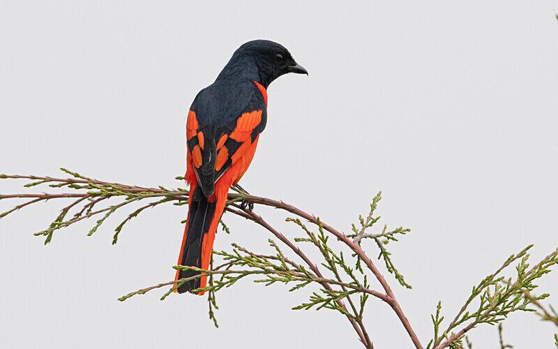 Scarlet Minivet - Latpanchar