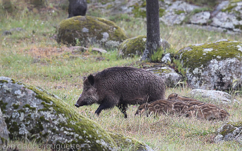  - Sierra de Andujar Andalucia (avril 2019)