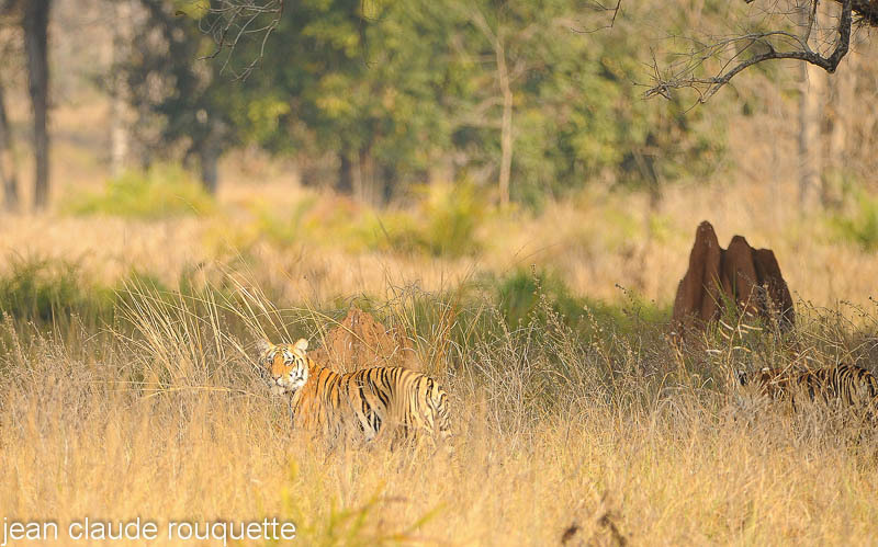 Tiger in the meadows. - Kanha and Corbet national parks (India 2011)