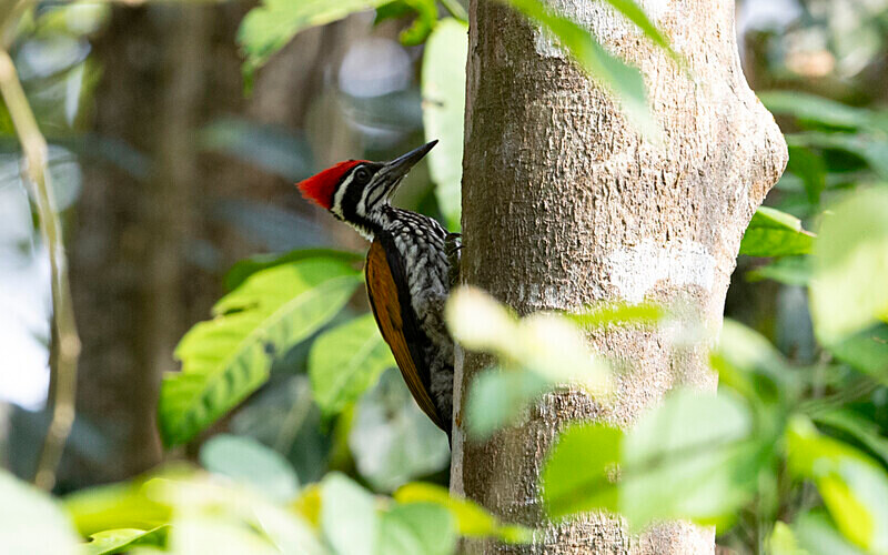 Greater Goldenback - Manas National Park North East India 2025