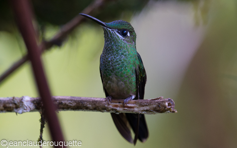 Many -Spotted Hummingbird - Manu national park (Peru 2015)