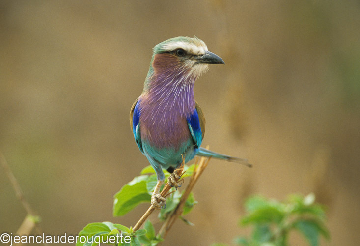 Lilac-breasted roller - Ruaha N.P. Tanzania 2007