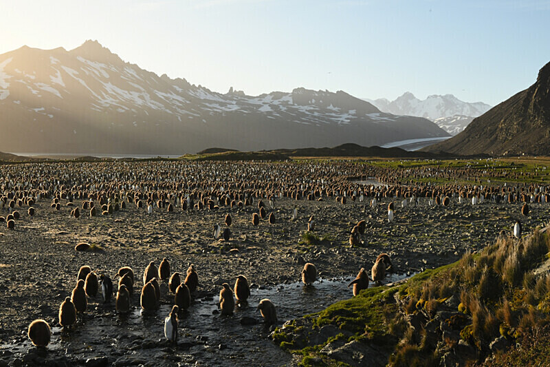 King Penguins colony Fortuna bay - Ushuaïa Malvinas South Georgia Antartica Peninsula