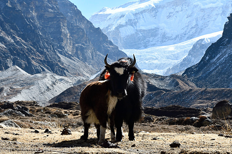 Yak and Kambachem - Kanchenjunga trek (2018)
