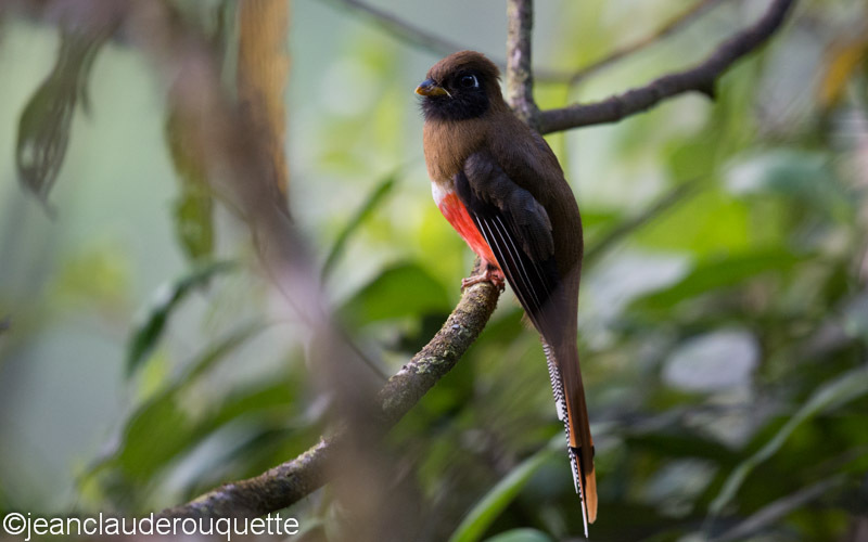 Masked Trogon female - Manu national park (Peru 2015)