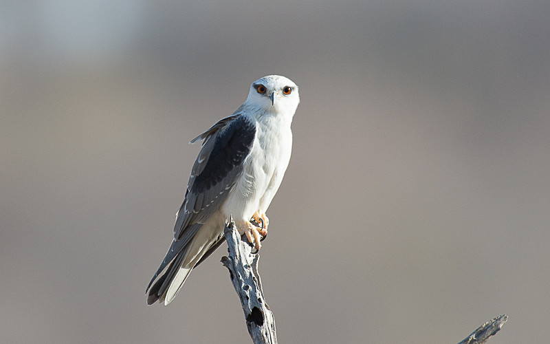 Black-winged Kite - Ranthambhore 2017