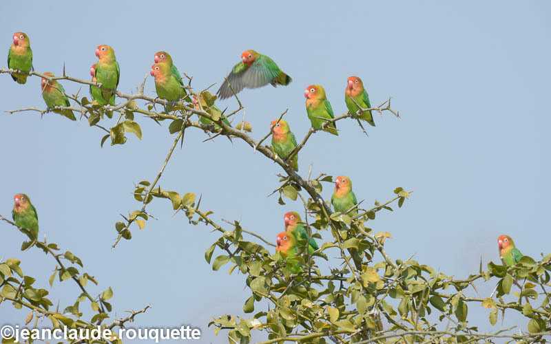 Love birds - South Luangwa N.P. Zambia 2013