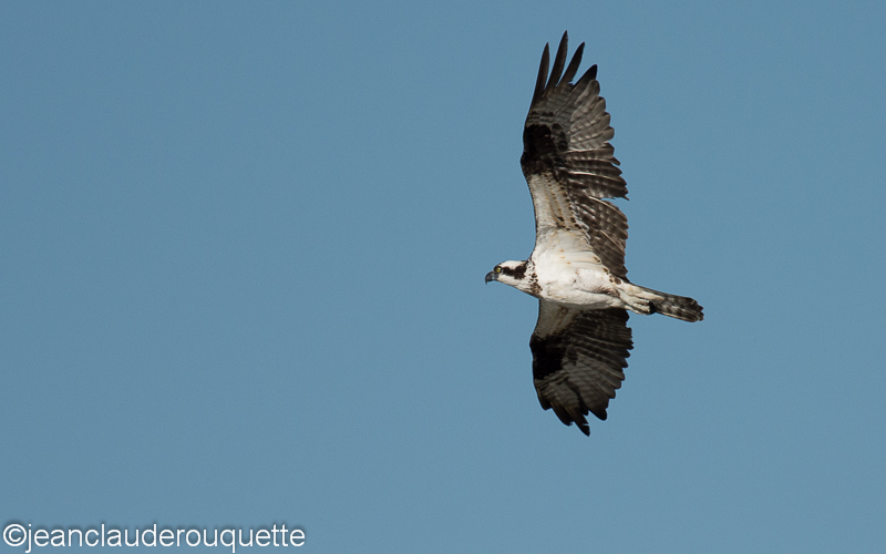 Osprey - Pantanal Brazil 2015