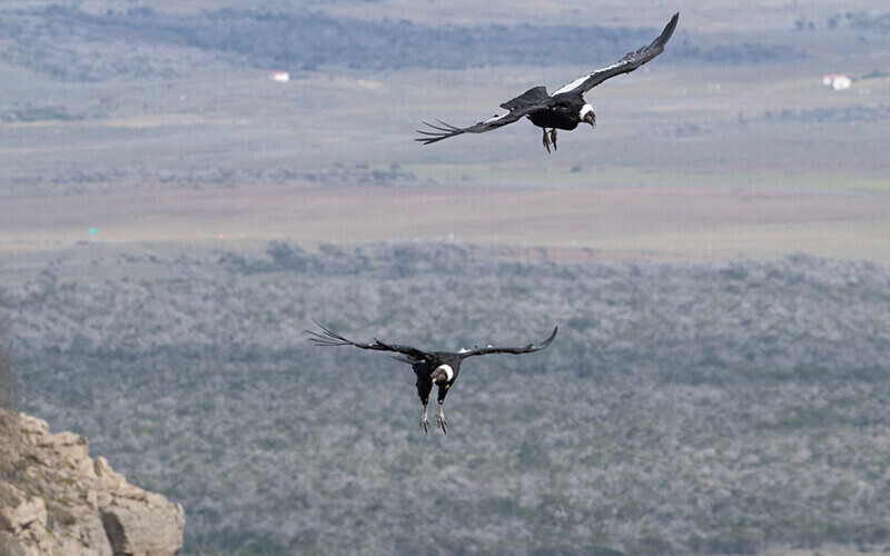 Andean Condors - Patagonie Chilienne: Magellan Channel and Torres del Paine N.P.
