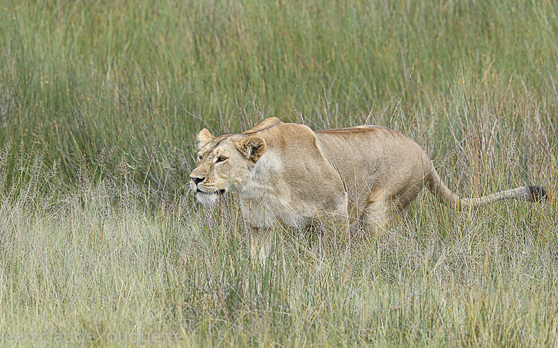  - Serengeti N.P. and N'Gorongoro Tanzania 2018