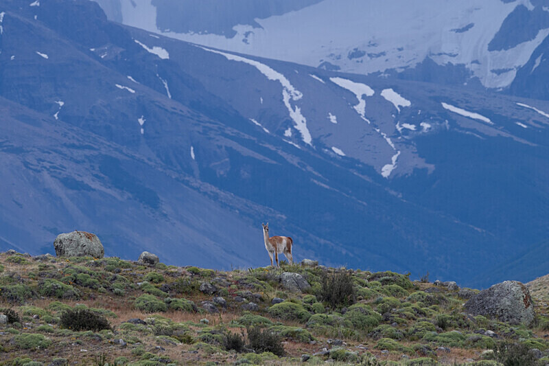  - Patagonie Chilienne: Magellan Channel and Torres del Paine N.P.