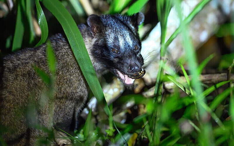 Civet - Sabah avril 2024 Borneo Malaisie