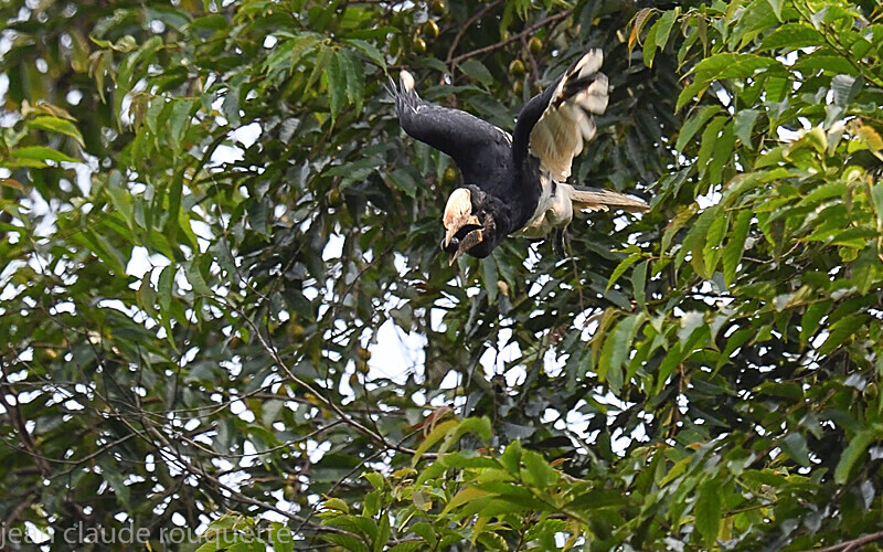 Brown-cheeked hornbill - Odzala National Park (République du Congo (2019)